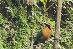 2024-05-01_el tigre