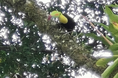 2024-05-05_el tucan