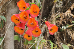 20240411_Volcan Irazu