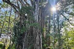 20240428_Montezuma El Higueron 