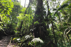 20240510_tirimbina ceiba
