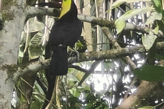 20240510_tirimbina oiseaux 