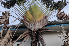 20240520_arbre voyageur