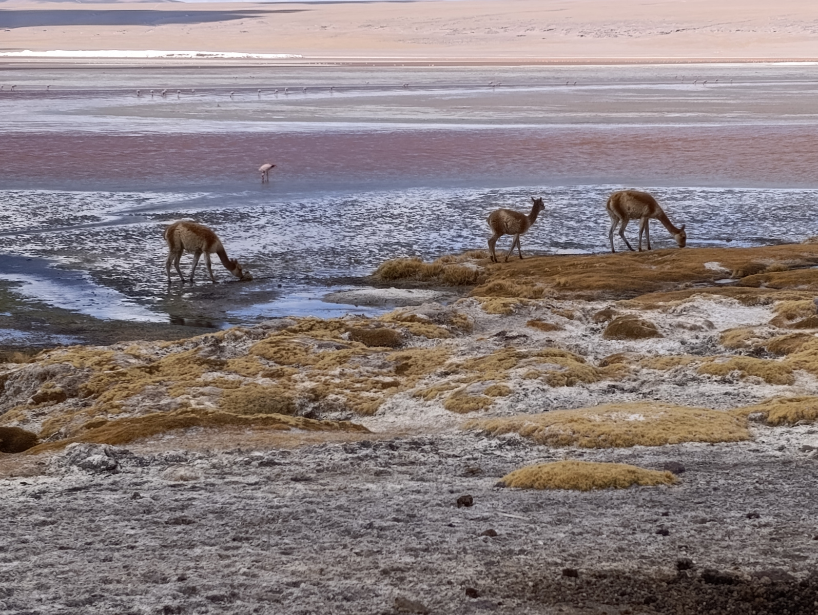 20250726_092_TourSurLipezUyuni_LagunaColorada_J2