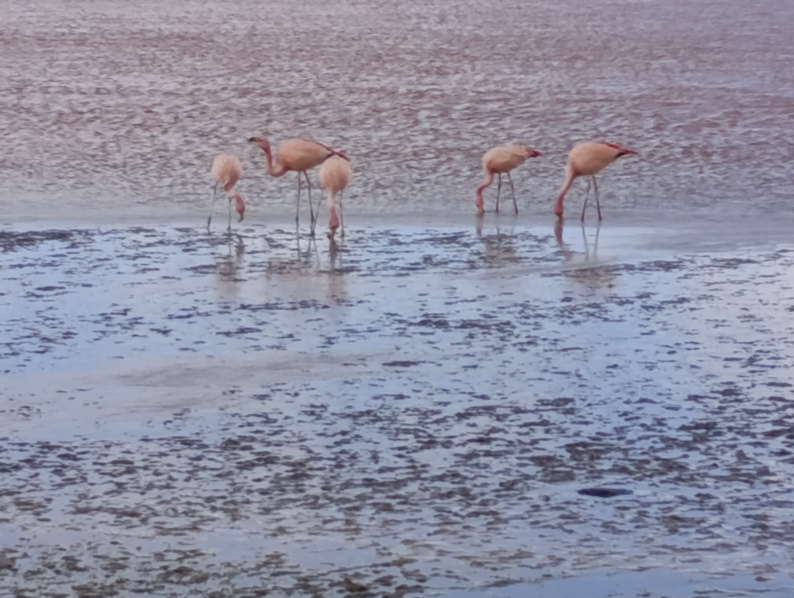 20250726_095_TourSurLipezUyuni_LagunaColorada_J2