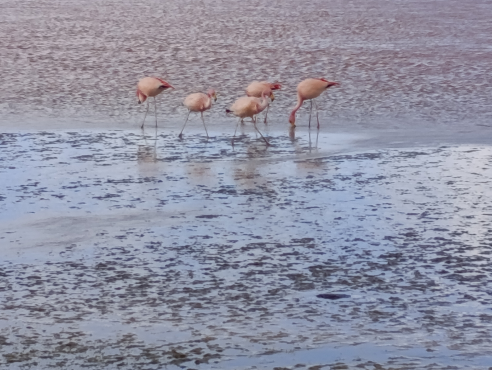 20250726_096_TourSurLipezUyuni_LagunaColorada_J2