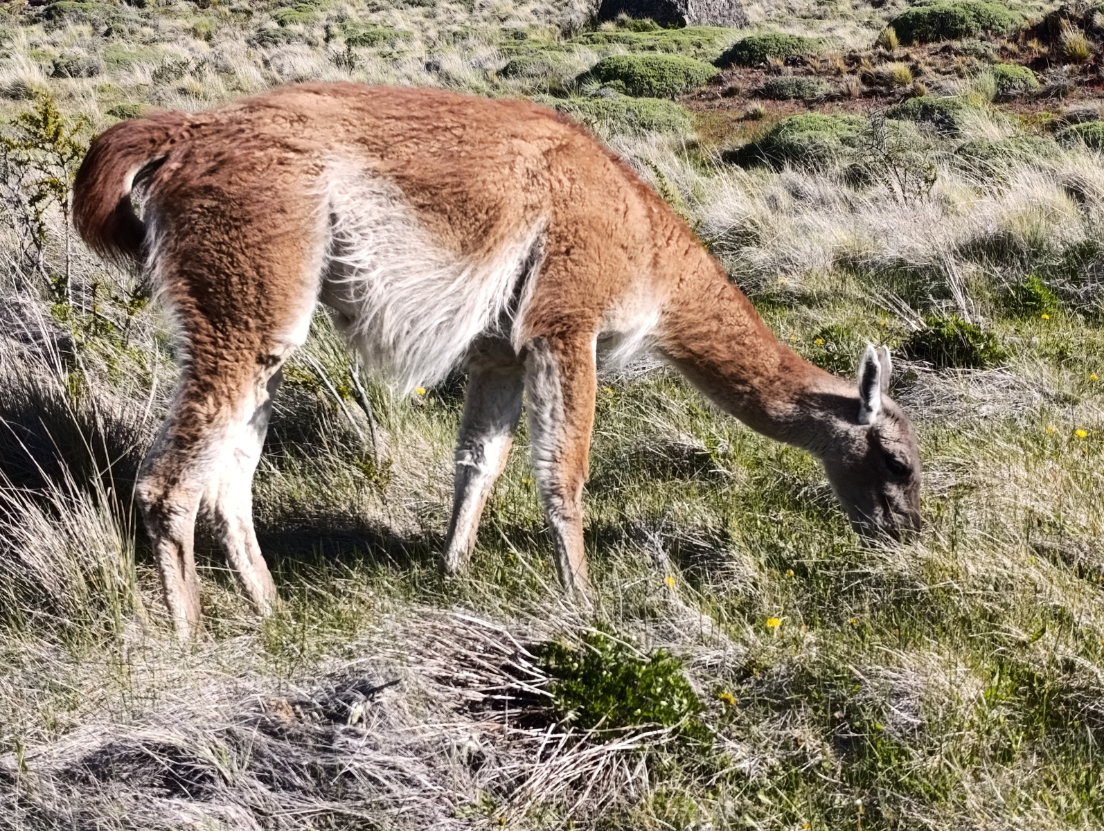 20251104_81_PN-Patagonia_LagunasAltas