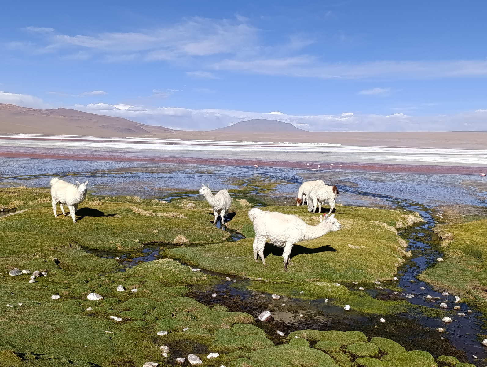 20260102_122_Salar-Uyuni-J1_Laguna-Colorada