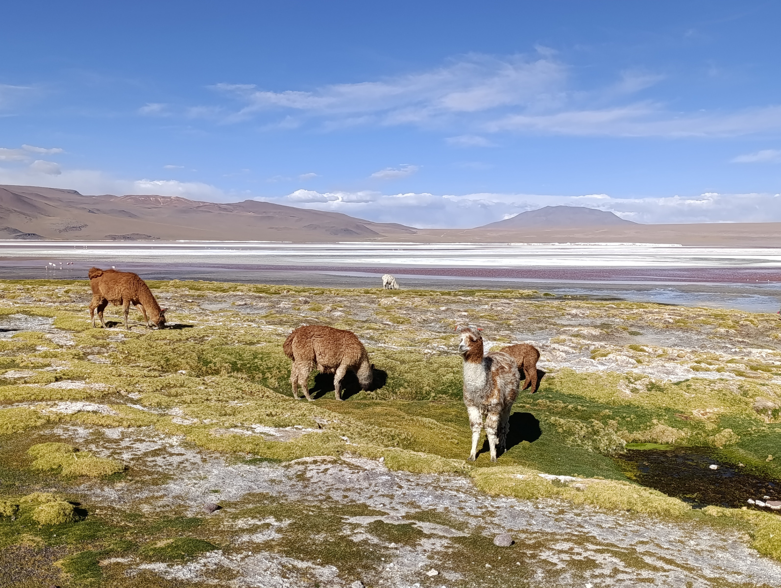 20260102_126_Salar-Uyuni-J1_Laguna-Colorada