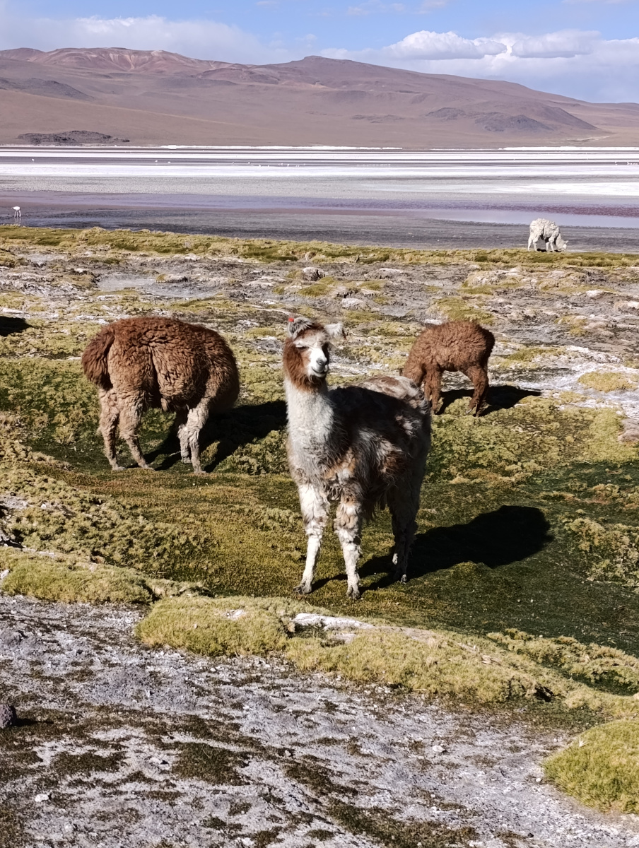 20260102_128_Salar-Uyuni-J1_Laguna-Colorada