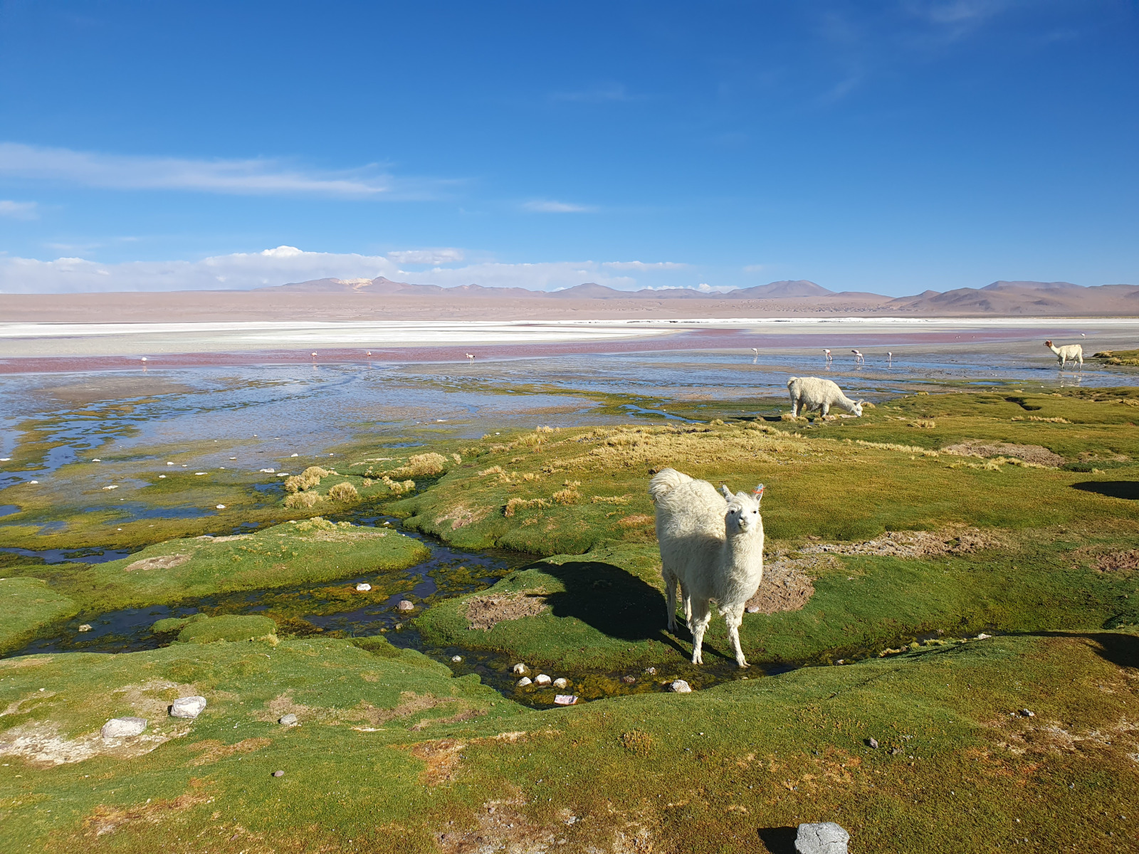 20260102_137_Salar-Uyuni-J1_Laguna-Colorada
